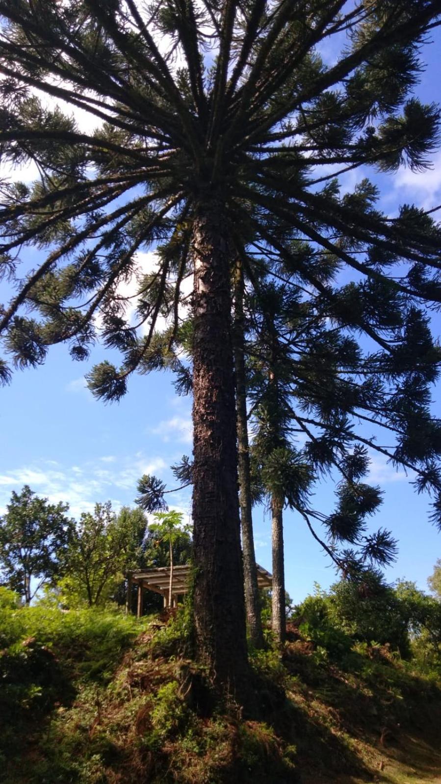 Casa Ampla E Aconchegante Em Gramado Villa Bagian luar foto